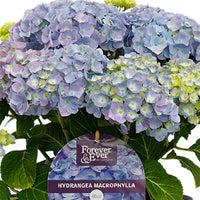 Bigleaf hydrangea Hydrangea macrophylla Blue incl. decorative pot