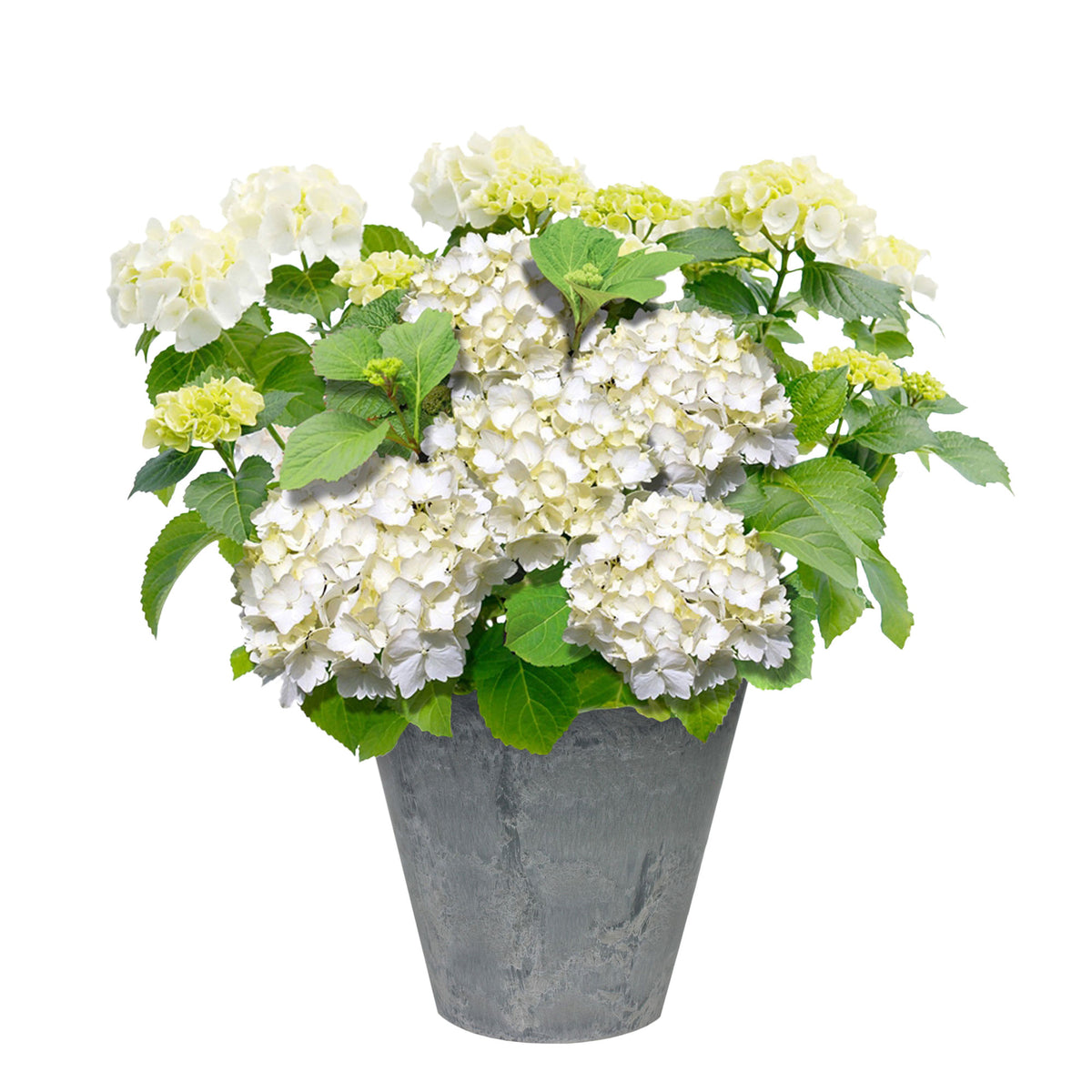 Bigleaf hydrangea Hydrangea macrophylla White incl. decorative pot - Hardy plant