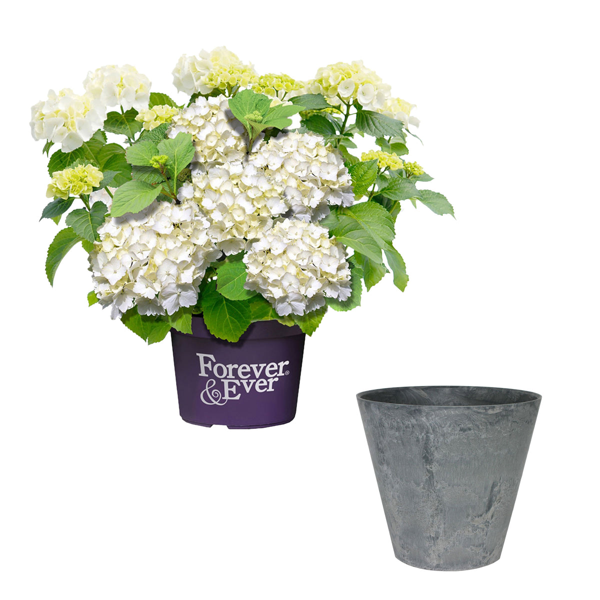 Bigleaf hydrangea Hydrangea macrophylla White incl. decorative pot - Hardy plant