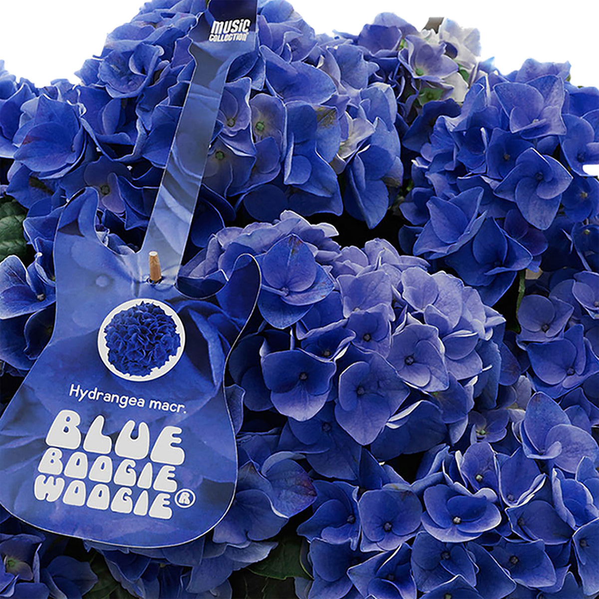 Bigleaf hydrangea Hydrangea 'Blue Boogiewoogie'® Blue incl. anthracite bowl