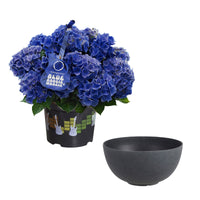 Bigleaf hydrangea Hydrangea 'Blue Boogiewoogie'® Blue incl. anthracite bowl