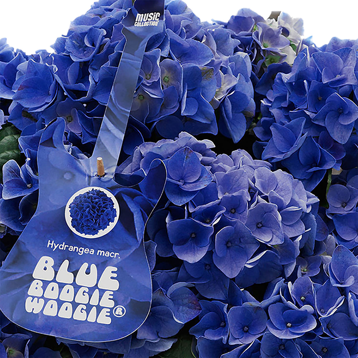 Hydrangea 'Blue Boogiewoogie' blue including decorative white pot
