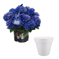 Hydrangea 'Blue Boogiewoogie' blue including decorative white pot