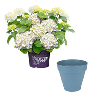 Bigleaf hydrangea Hydrangea macrophylla White incl. decorative pot - Hardy plant