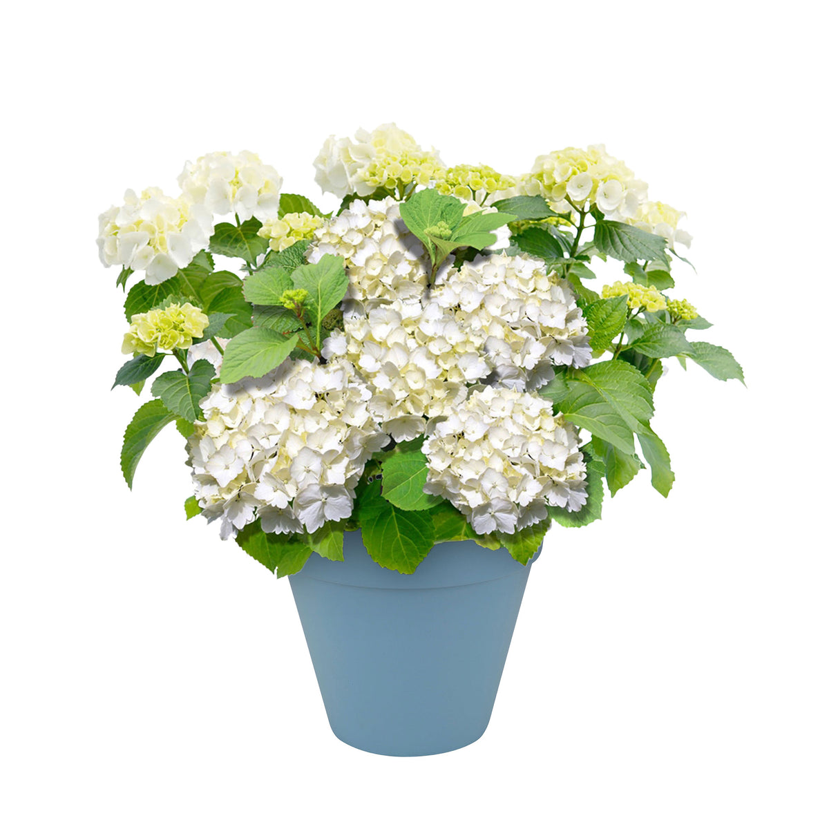 Bigleaf hydrangea Hydrangea macrophylla White incl. decorative pot - Hardy plant