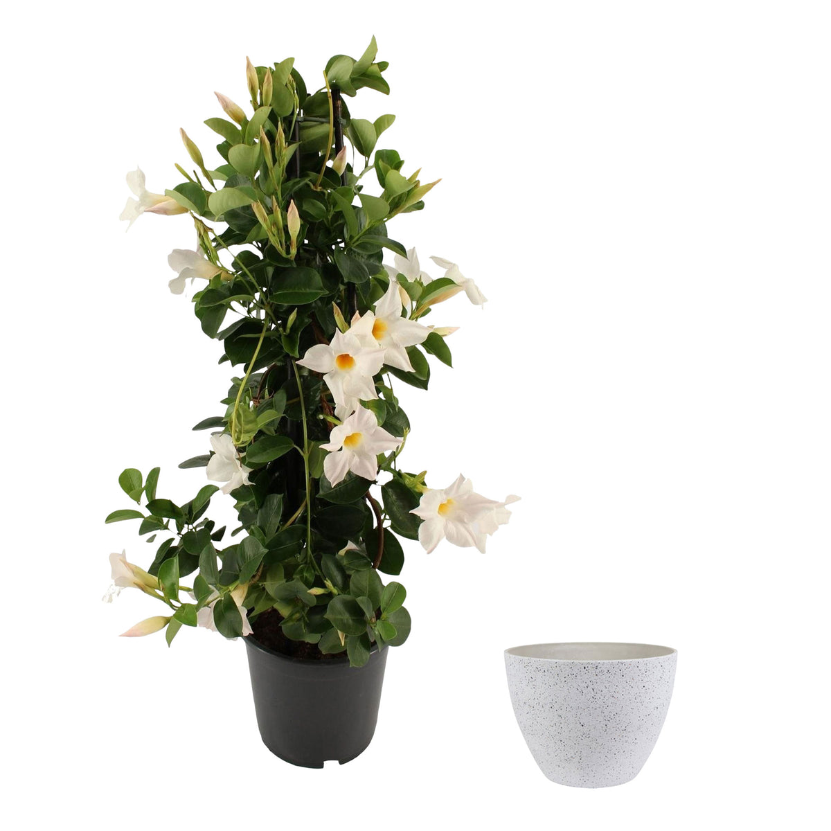 Chilean jasmine Mandevilla piramide white including decorative white pot
