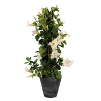 Chilean jasmine Mandevilla piramide white including decorative black pot