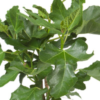 Fig tree Ficus carica