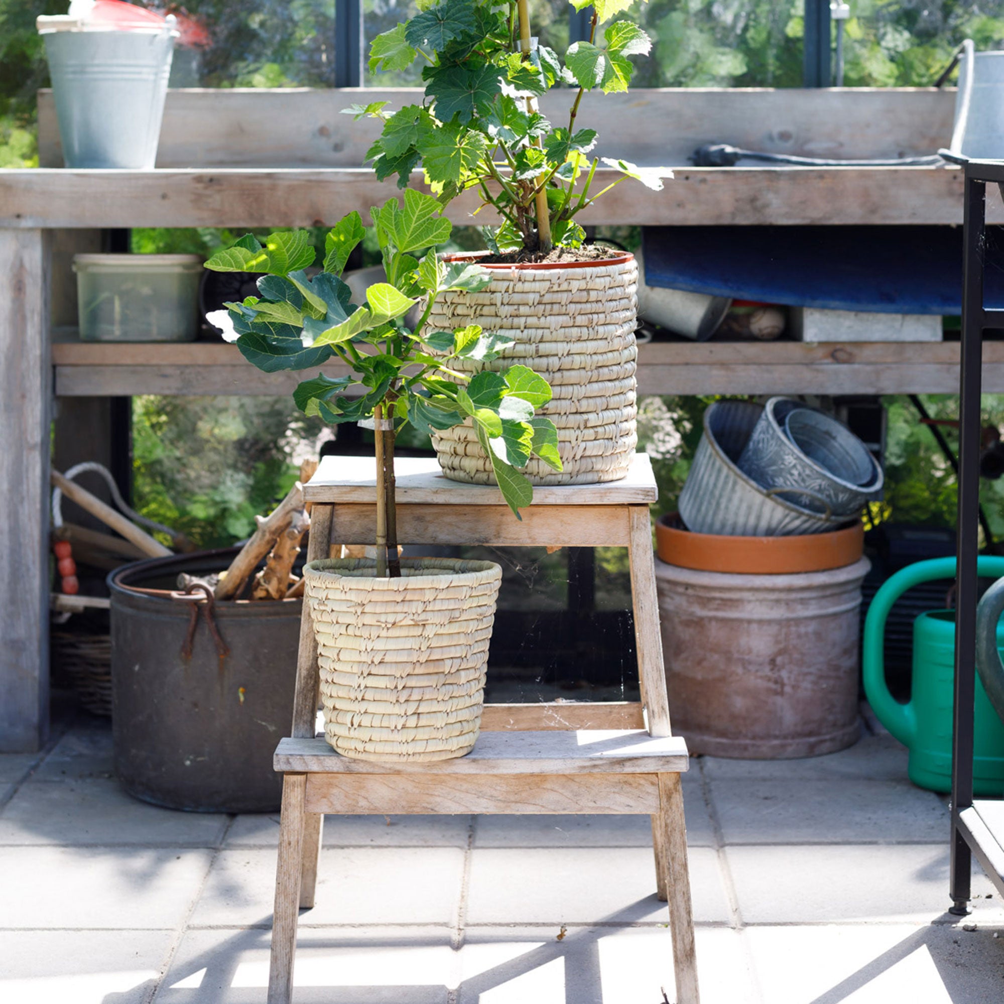 Buy a container plant now Fig tree Ficus carica | Bakker.com