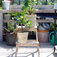 Fig tree Ficus carica
