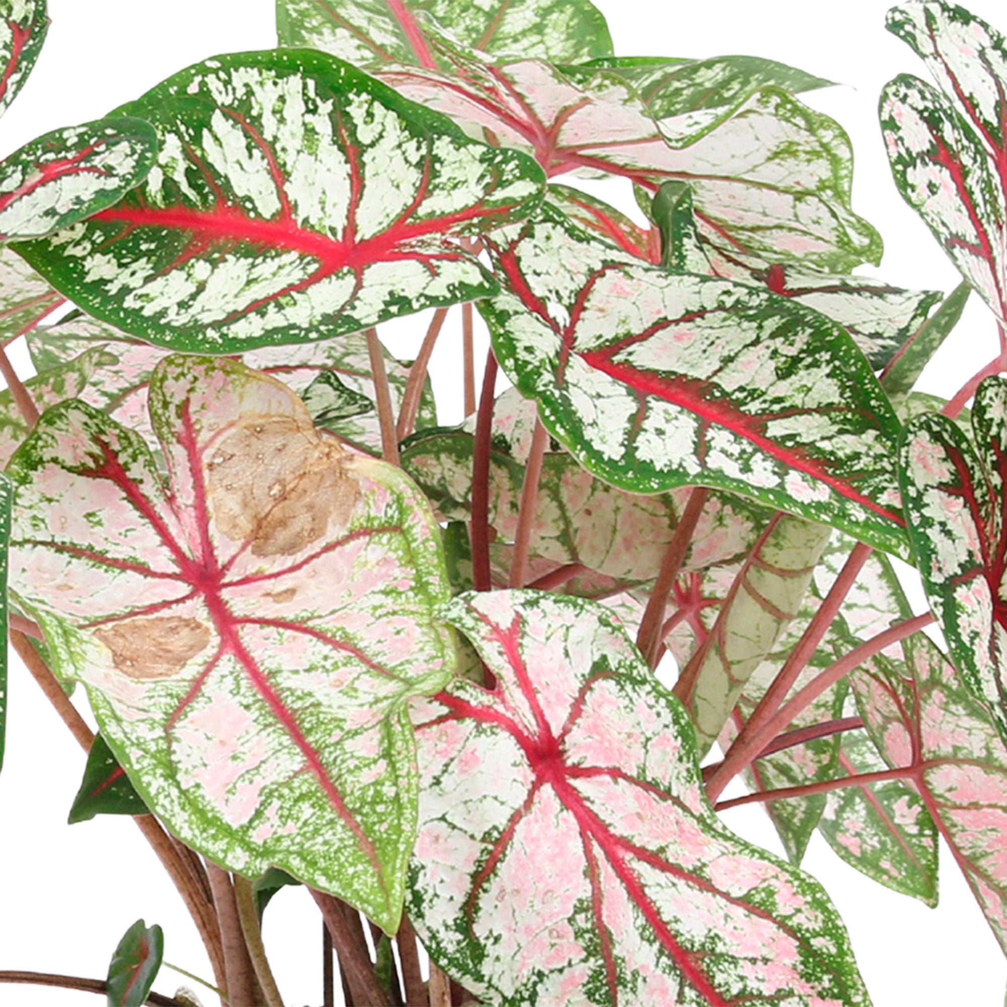 Buy house plants now Caladium 'Carousel' | Bakker.com