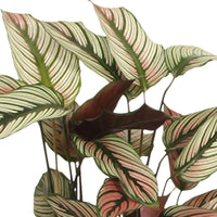 Shadow plant Calathea 'White Star' green-white-pink