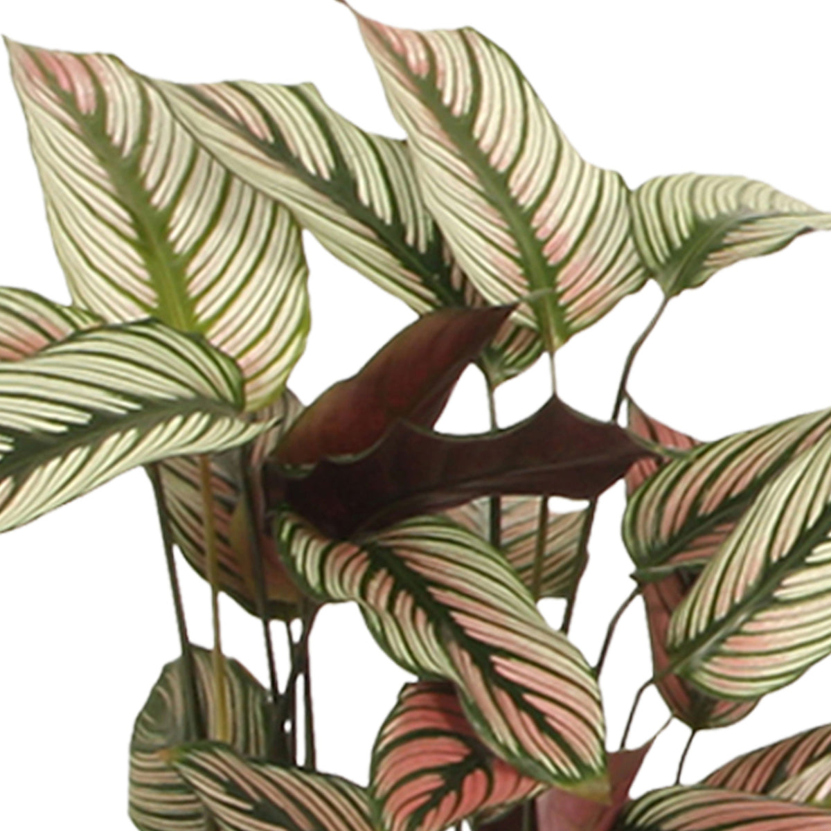 Shadow plant Calathea 'White Star' green-white-pink