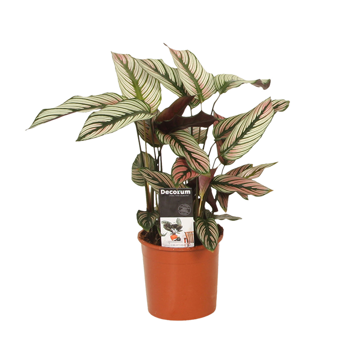 Shadow plant Calathea 'White Star' green-white-pink