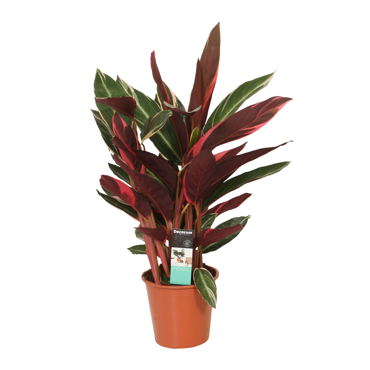 Calathea Stromanthe 'Triostar'