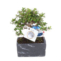 Bonsai Carmona microphylla with decorative slate stone ceramic pot and water level indicator