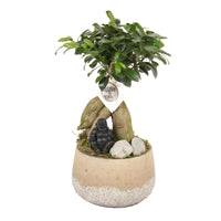 Bonsai Ficus 'Gingseng' with decorative concrete pot