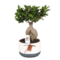 Bonsai Ficus 'Gingseng' with decorative ceramic pot