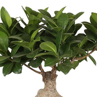 Bonsai Ficus 'Gingseng' with decorative ceramic pot