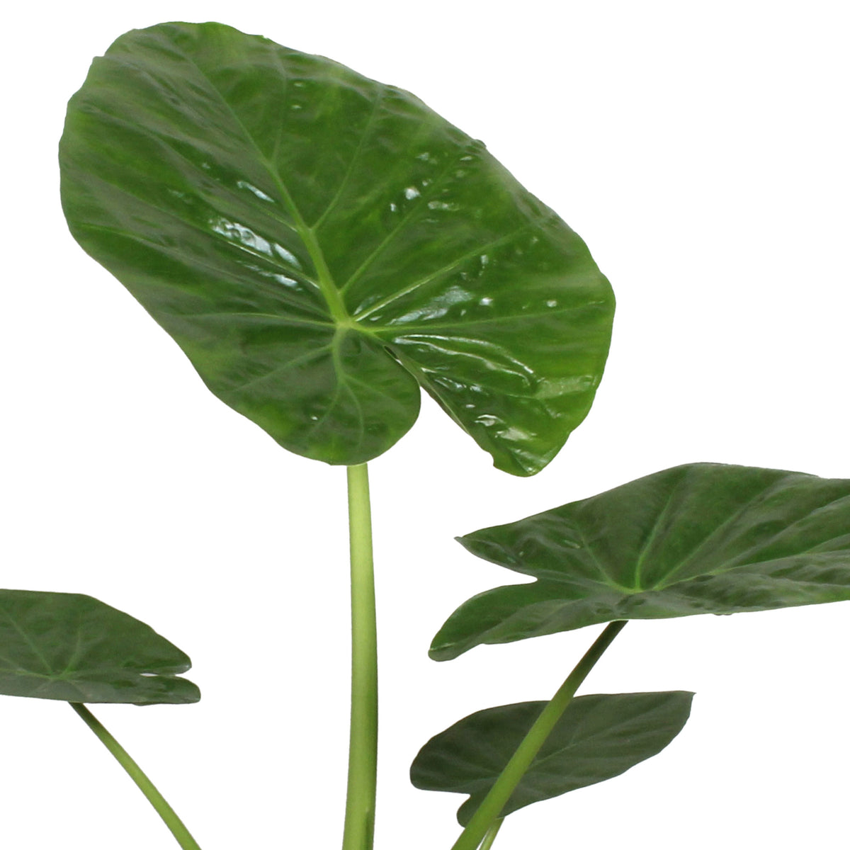 Elephant's ear Alocasia macrorrhizos