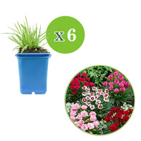 6x Garden Pinks Dianthus - Mix 'Pretty Pink' Red-White-Pink - Hardy plant