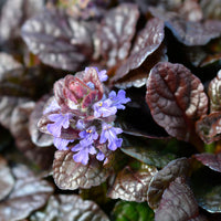 6-pack Bugleherb Ajuga 'Atropurpurea' Purple-Blue - Hardy plant