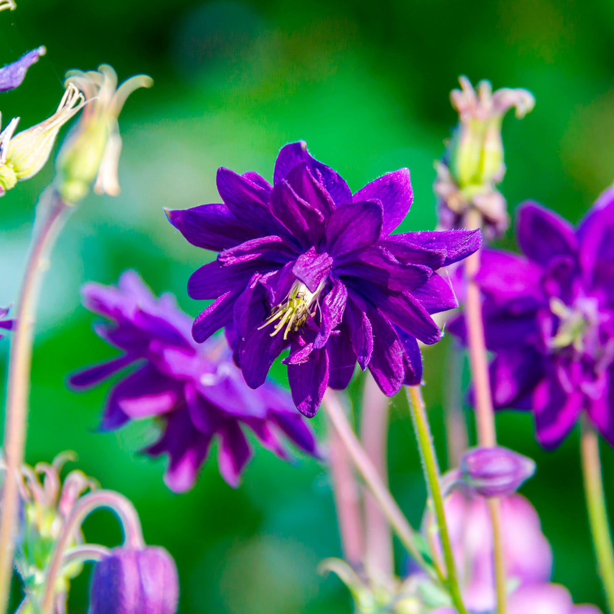 6x Akelei Aquilegia 'Blue Barlow' blue - Hardy plant