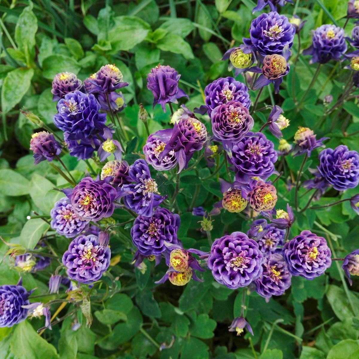 6x Akelei Aquilegia 'Blue Barlow' blue - Hardy plant