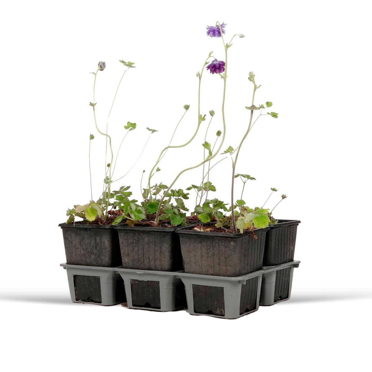 6x Akelei Aquilegia 'Blue Barlow' blue - Hardy plant