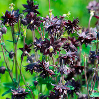 6x Aquilegia 'Black Barlow' black  - Hardy plant