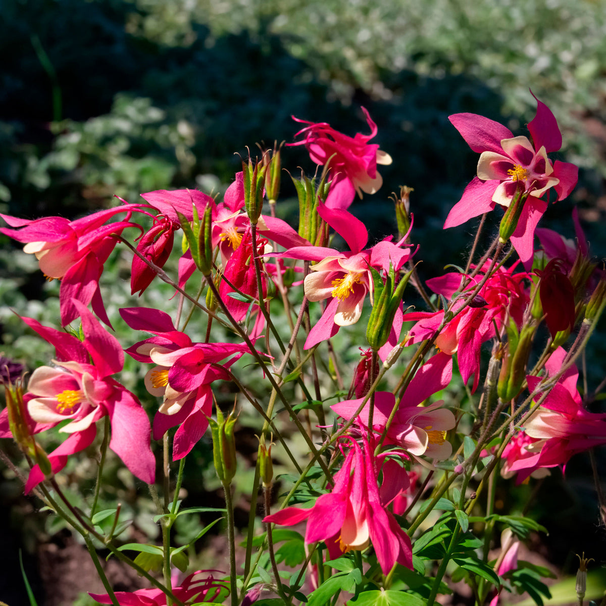 6x Sedum Aquilegia 'Winky' red-white - Hardy plant