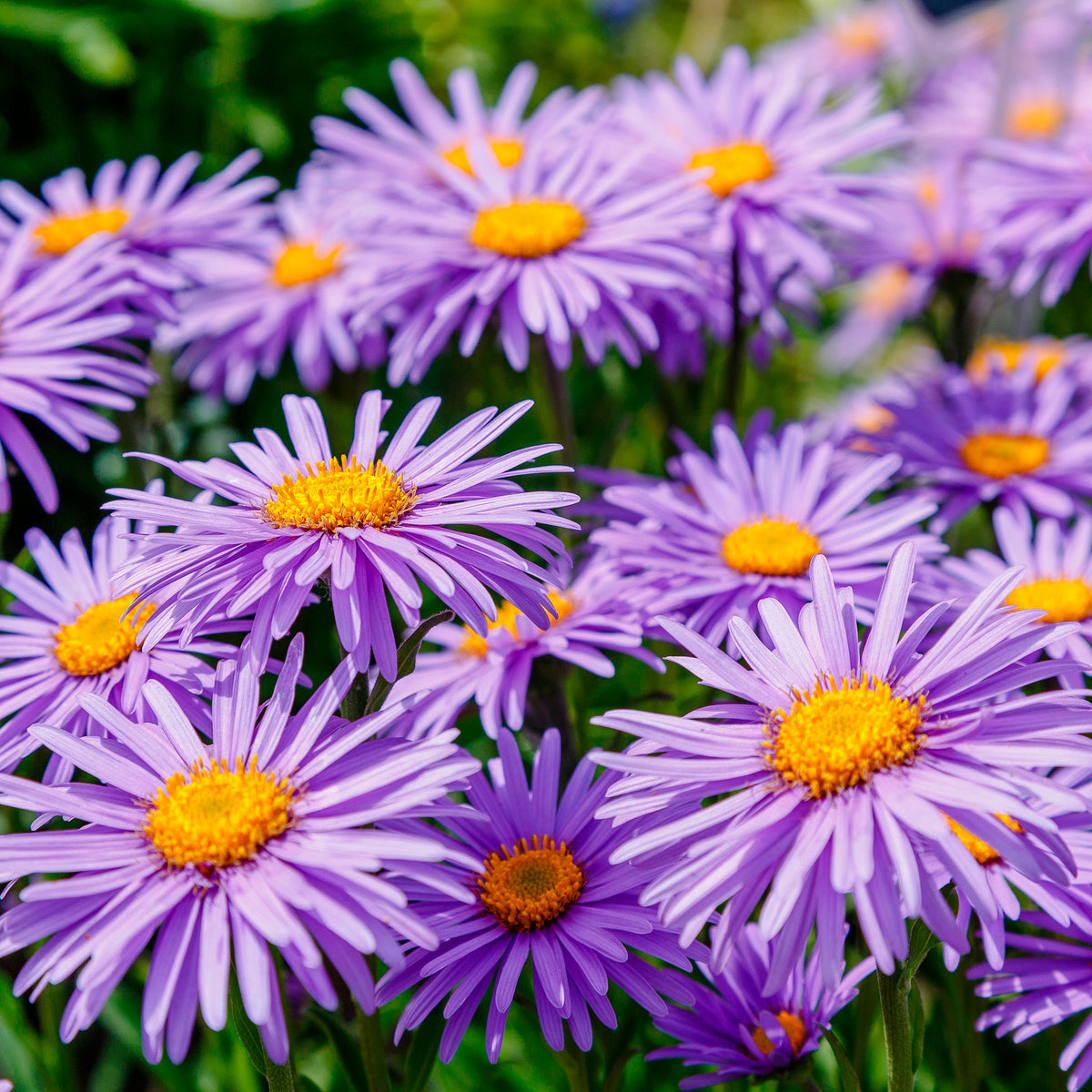 6x Aster alpinus 'Pinkie' pink - Hardy plant