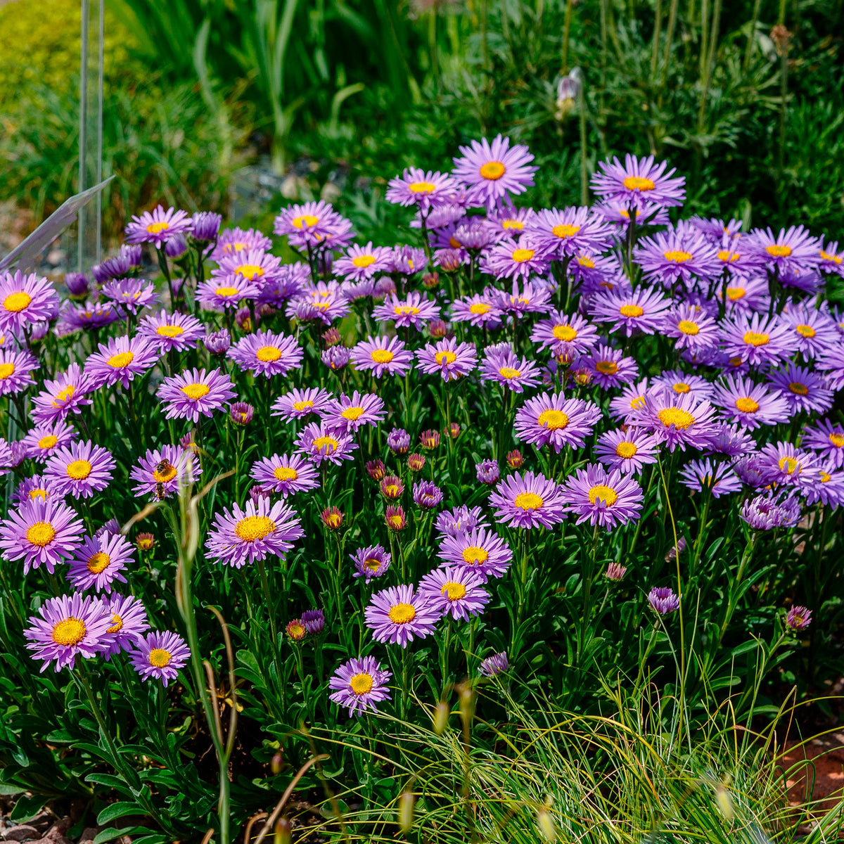 6x Aster alpinus 'Pinkie' pink - Hardy plant