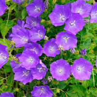 6x Bellflower Campanula carpatica blue - Hardy plant