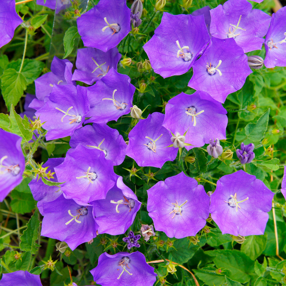 6x Bellflower Campanula carpatica blue - Hardy plant