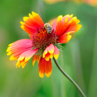 6x Gaillardia 'Kobold' orange-yellow Kobold - Hardy plant