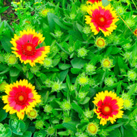 6x Gaillardia 'Kobold' orange-yellow Kobold - Hardy plant