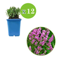 6x Houseleek Lavandula 'Loddon Pink' pink - Hardy plant
