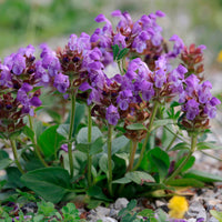 6x Prunella Prunella grandiflora purple - Hardy plant