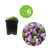 6x Prunella Prunella grandiflora purple - Hardy plant