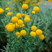 Six-pack—ground cover plants—santolina Santolina chamaecyparissus, yellow  - Hardy plant