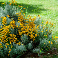 Six-pack—ground cover plants—santolina Santolina chamaecyparissus, yellow  - Hardy plant