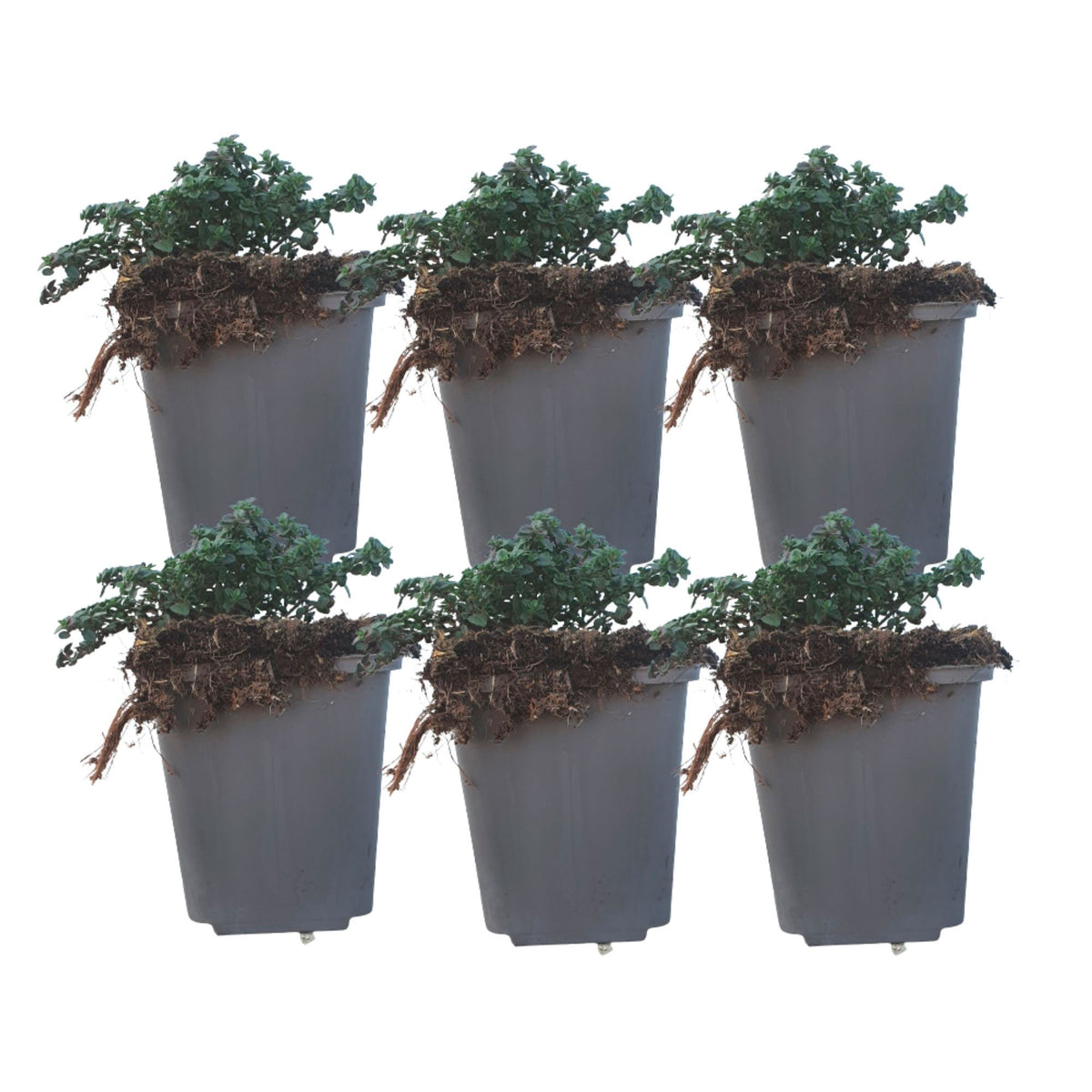 6x Lemon thyme Thymus 'Doone Valley' pink - Hardy plant