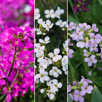 Six-pack—ground cover plants—rockcress—mix 'Zoete Zaden'  - Hardy plant