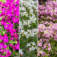 Six-pack—ground cover plants—rockcress—mix 'Zoete Zaden'  - Hardy plant