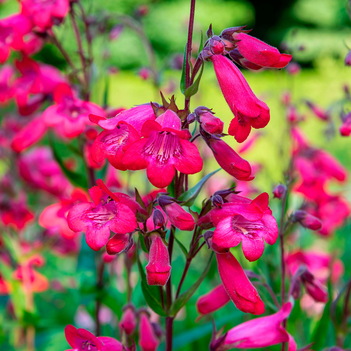 6x Common columbine Penstemon hartwegii red  - Hardy plant