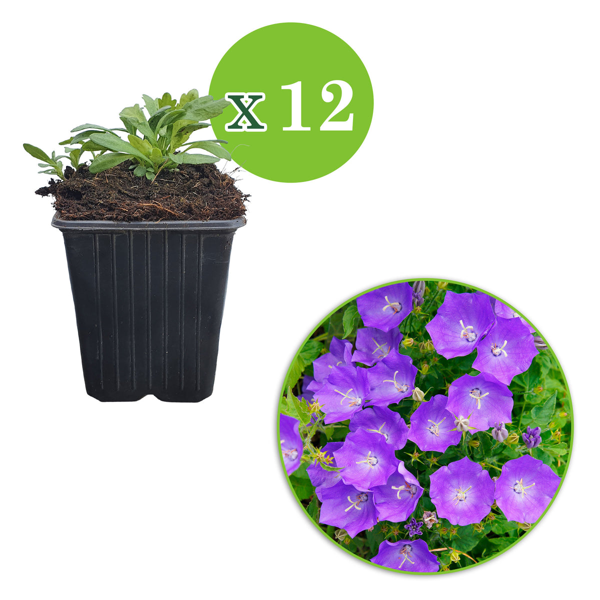 6x Bellflower Campanula carpatica blue - Hardy plant