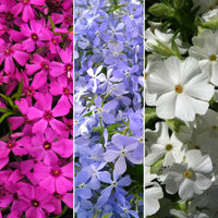 6x Creeping phlox mix 'Popping colours' 'Knallende Kleuren' Red-White-Blue - Hardy plant