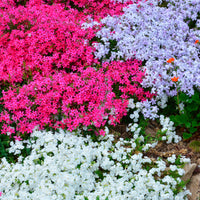 6x Creeping phlox mix 'Popping colours' 'Knallende Kleuren' Red-White-Blue - Hardy plant