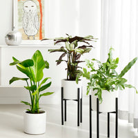 Mica flower pot Era round white with plant stand - Indoor pot